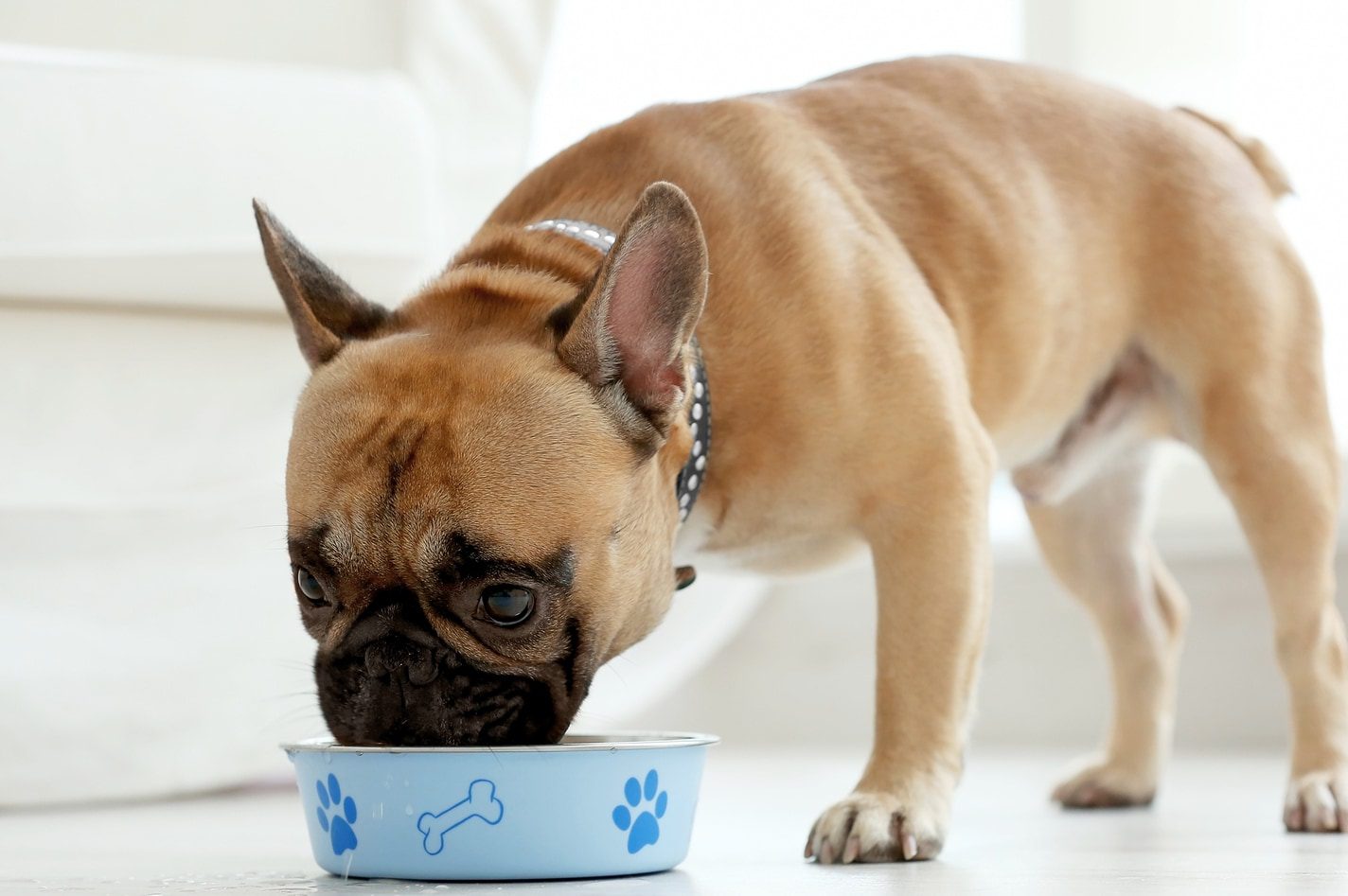 Food Allergies in Dogs: Symptoms and Treatment