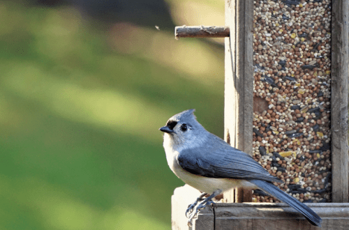 Food for titmouse &#8211; what to put in the feeder?