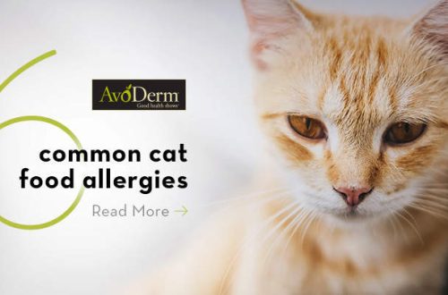 Intolerancija na hranu i alergije na hranu kod mačaka