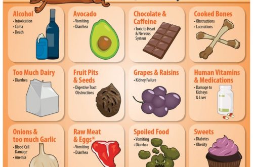Foods that are dangerous for dogs