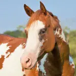 Former “horses”: what to look for when buying?