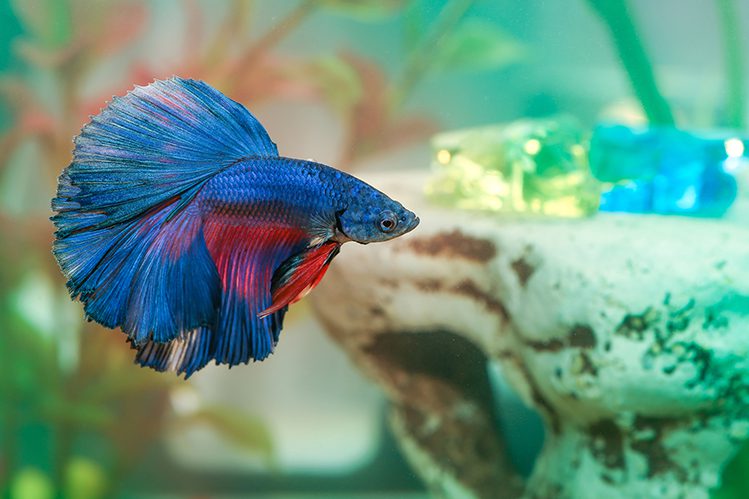 Four unpretentious exotic fish for the aquarium