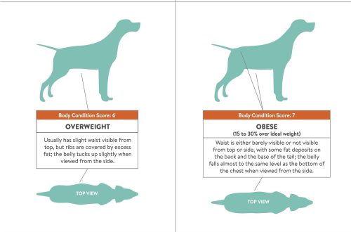 Four Ways to Maintain a Healthy Weight for an Adult Dog