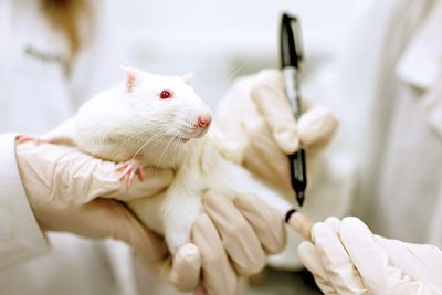 Frequently Asked Questions about Fancy Rat Diseases