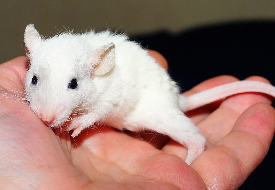 Frequently Asked Questions about Fancy Rat Diseases