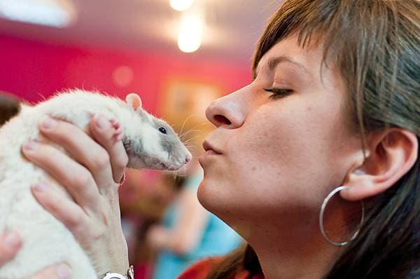 Frequently Asked Questions About Pet Rats