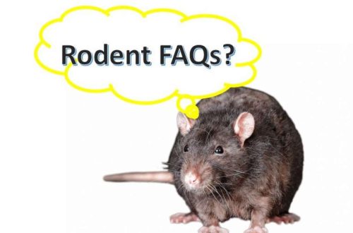 Frequently Asked Questions About Pet Rats