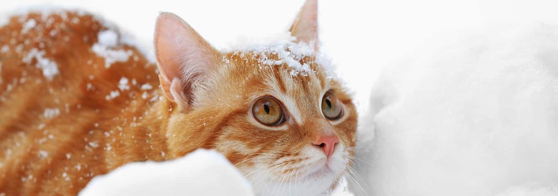 Frostbite in a cat: clinical signs and prevention
