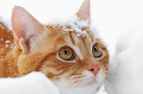 Frostbite in a cat: clinical signs and prevention