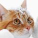 Food intolerance and food allergy in cats