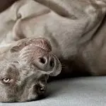 Funny nicknames for dogs: what guides the owner when he gives a name to his pet