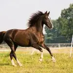 Gallop in pictures