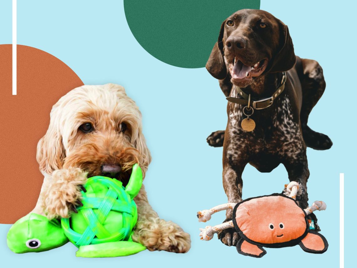 Games and toys for your puppy