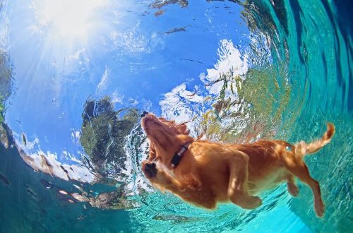 Games with a dog who loves to swim