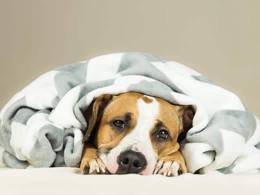 Gastroenteritis in a dog: symptoms, treatment and prevention