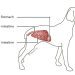 Sprain in a dog: signs, diagnosis and treatment