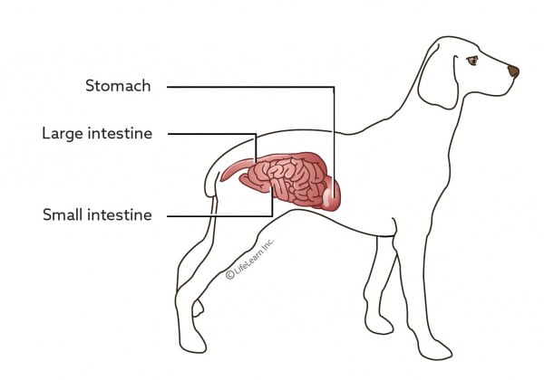 Gastroenteritis in a dog: symptoms, treatment and prevention