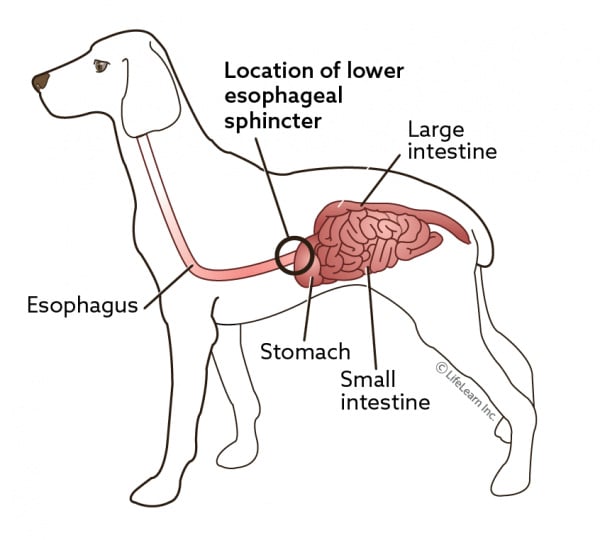 Gastrointestinal pathologies and indigestion in dogs: types and causes