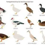 General morphophysiological characteristics of ducks breed favorite