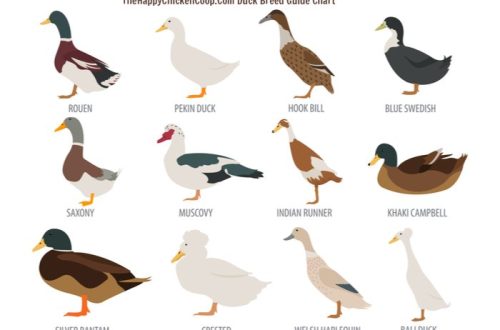 General morphophysiological characteristics of ducks breed favorite