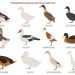 How to accurately distinguish ducks from drakes: external, behavioral and physiological factors of adults and chicks