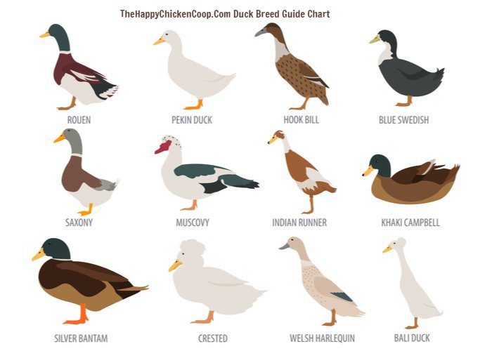 General morphophysiological characteristics of ducks breed favorite