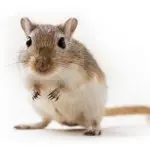 Gerbil maintenance and care at home: what to feed, how long it lives, how to tame it