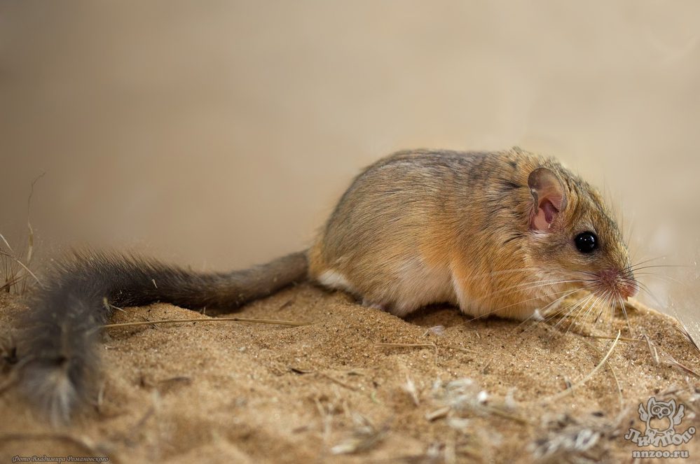 Gerbil maintenance and care at home: what to feed, how long it lives, how to tame it