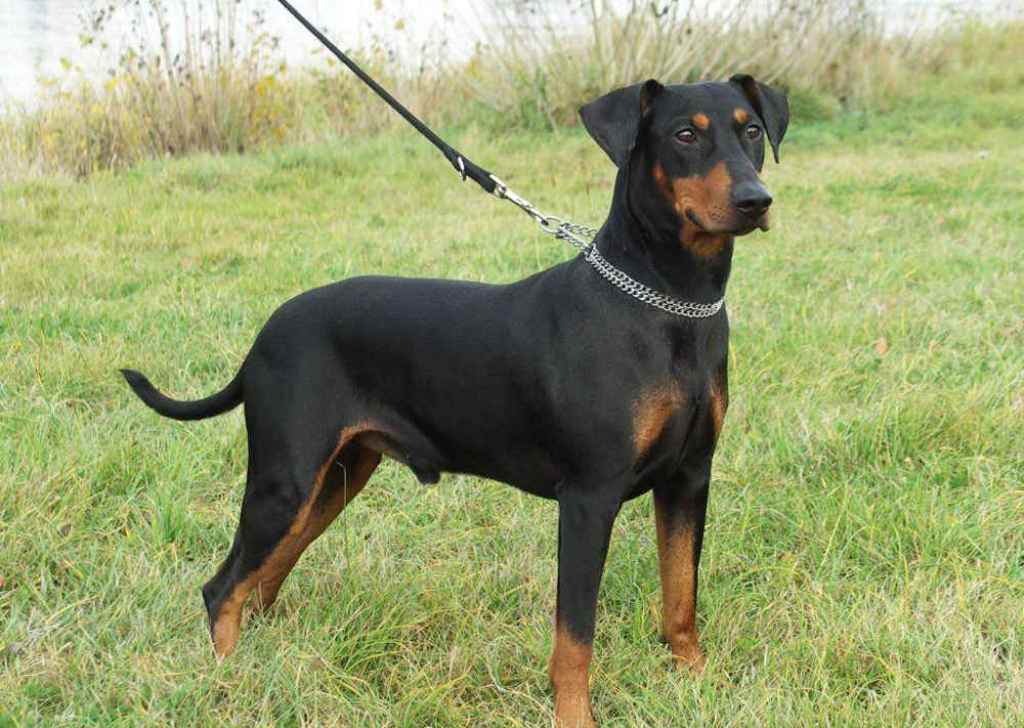 German Pinscher - description of the breed, rules of care and maintenance + photos and reviews of the owners