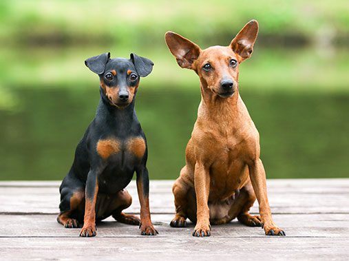 German Pinscher - description of the breed, rules of care and maintenance + photos and reviews of the owners