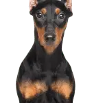 German Pinscher – description of the breed, rules of care and maintenance + photos and reviews of the owners
