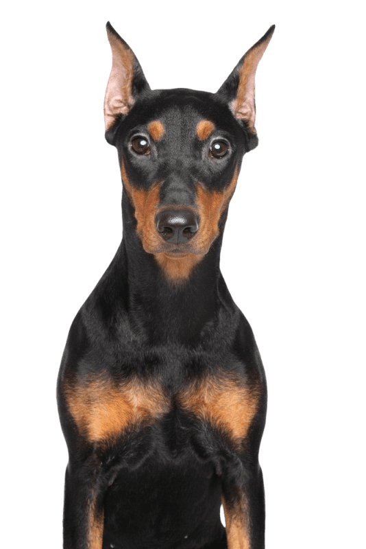 German Pinscher &#8211; description of the breed, rules of care and maintenance + photos and reviews of the owners