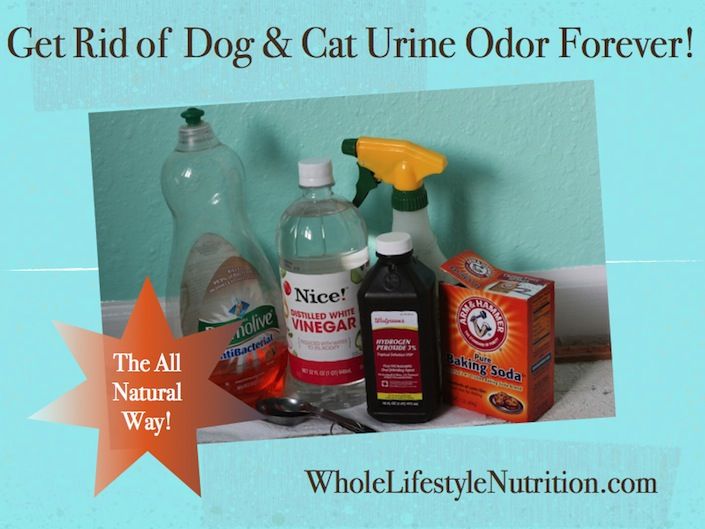 Get rid of the smell of a cat in the apartment with a homemade stain remover