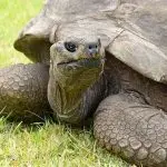 Giant tortoise Jonathan: a short biography and interesting facts