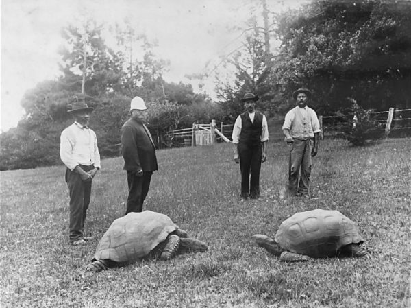 Giant tortoise Jonathan: a short biography and interesting facts
