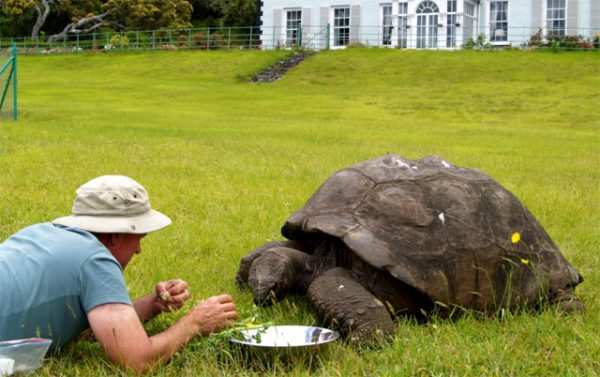 Giant tortoise Jonathan: a short biography and interesting facts