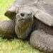 Eye diseases in red-eared turtles: symptoms and treatment