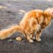 A cat has digestive problems: why it happens and what to do