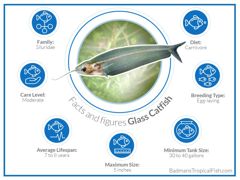 Glass catfish: breeding features, feeding, maintenance and care