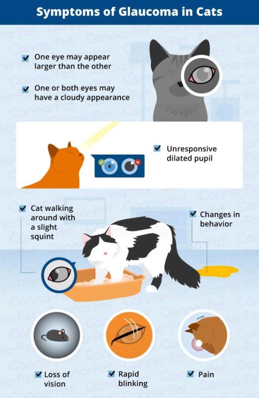 Glaucoma in cats: symptoms and treatment