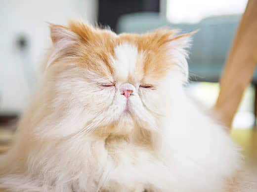 Glaucoma in cats: symptoms and treatment