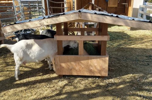 Goat feeders: options, methods of application and how to do it yourself