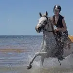 Going for a swim with a horse, do not forget about safety!