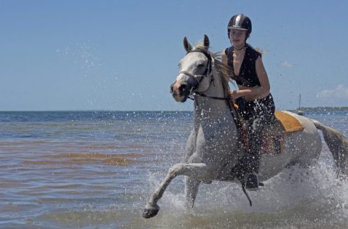 Going for a swim with a horse, do not forget about safety!