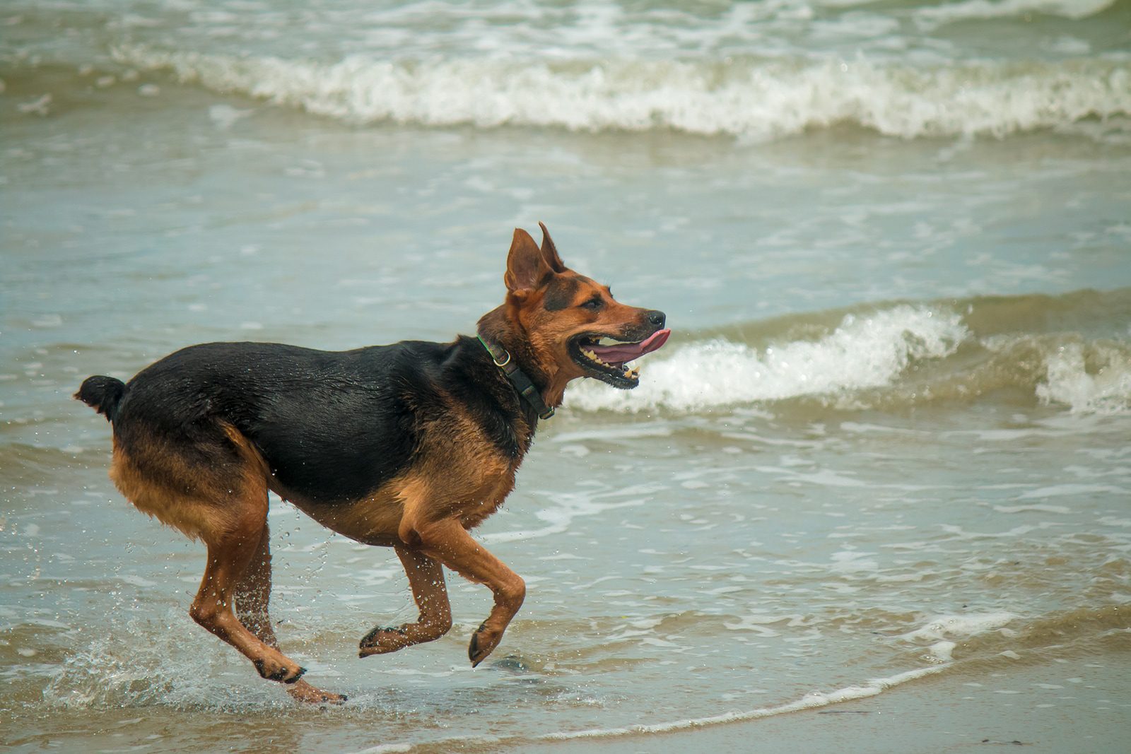 Going to the beach: how to prepare a dog