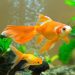 How to feed cichlids?