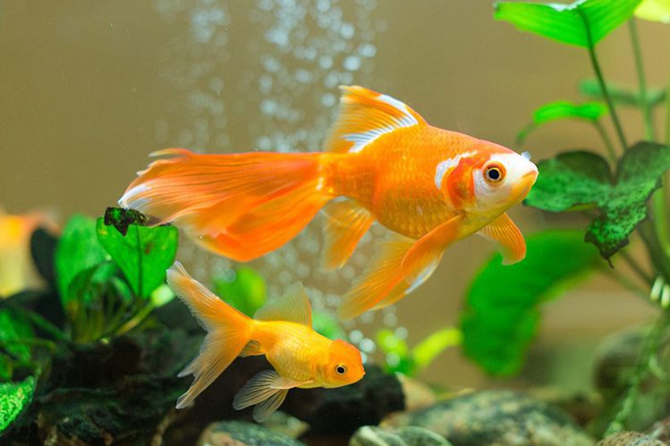 Goldfish: care and maintenance