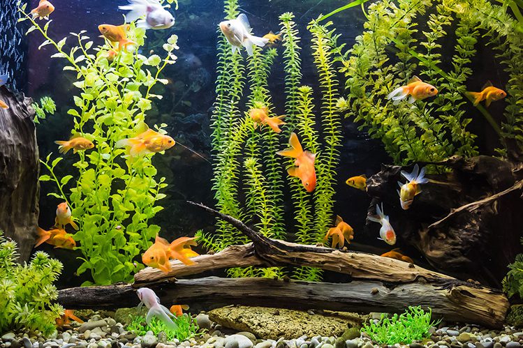 Goldfish: care and maintenance