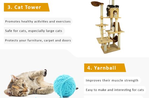 Good Ways to Help Your Cat Exercise