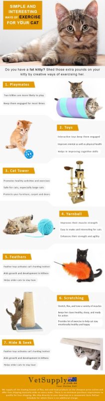 Good Ways to Help Your Cat Exercise